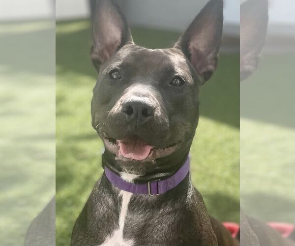 Medium Photo #17 Mutt Puppy For Sale in Pompano Beach , FL, USA