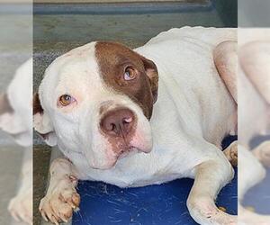 American Staffordshire Terrier-Unknown Mix Dogs for adoption in San Antonio, TX, USA