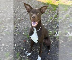 Pointer-Unknown Mix Dogs for adoption in Conroe, TX, USA