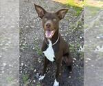 Small Pointer Mix
