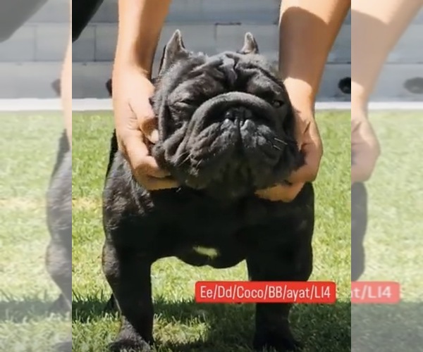 Medium Photo #1 French Bulldog Puppy For Sale in MUNSTER, IN, USA