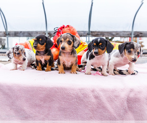Dachshund Litter for sale in WAKARUSA, IN, USA