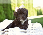 Small #3 Portuguese Water Dog