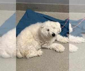 Medium Poodle (Miniature) Mix