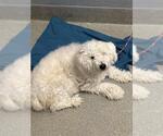Small Poodle (Miniature) Mix