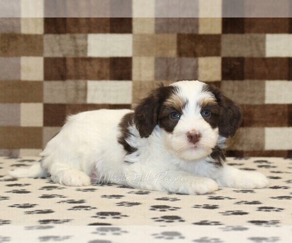 Medium Photo #2 Bernedoodle (Miniature) Puppy For Sale in DENVER, PA, USA