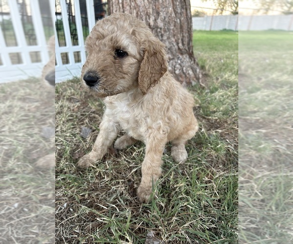 Medium Photo #7 Poodle (Standard) Puppy For Sale in QUEEN CREEK, AZ, USA