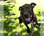 Small Labrador Retriever Mix