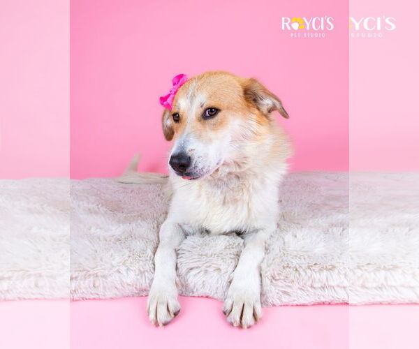 Medium Photo #5 Australian Shepherd-Unknown Mix Puppy For Sale in Sandy, UT, USA