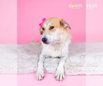 Small #4 Australian Shepherd Mix