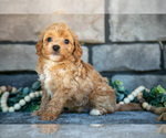 Puppy Chester Poovanese