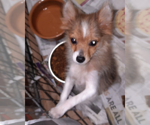 Chiranian Puppy for sale in SPOTSYLVANIA, VA, USA