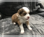 Small Photo #6 Miniature Australian Shepherd Puppy For Sale in YERINGTON, NV, USA
