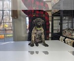 Puppy Lime Gre Collar Presa Canario