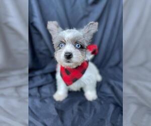 Yorkshire Terrier Puppy for sale in MIAMI, FL, USA