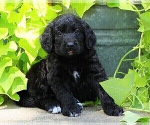 Bernedoodle Puppy for sale in FREDERICKSBG, OH, USA
