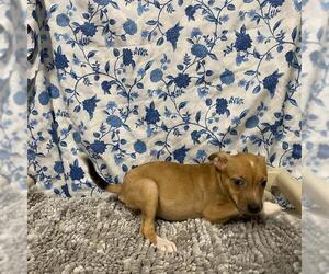 Mutt Dogs for adoption in Modesto, CA, USA