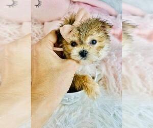 Morkie Puppy for sale in THONOTOSASSA, FL, USA