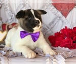 Small Photo #2 Akita Puppy For Sale in LANCASTER, PA, USA