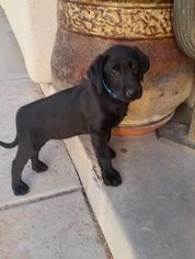 Labrador Retriever Puppy for sale in TUCSON, AZ, USA