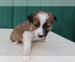 Border Collie Puppy for sale in GR, MI, USA