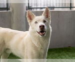 Small #1 Siberian Husky