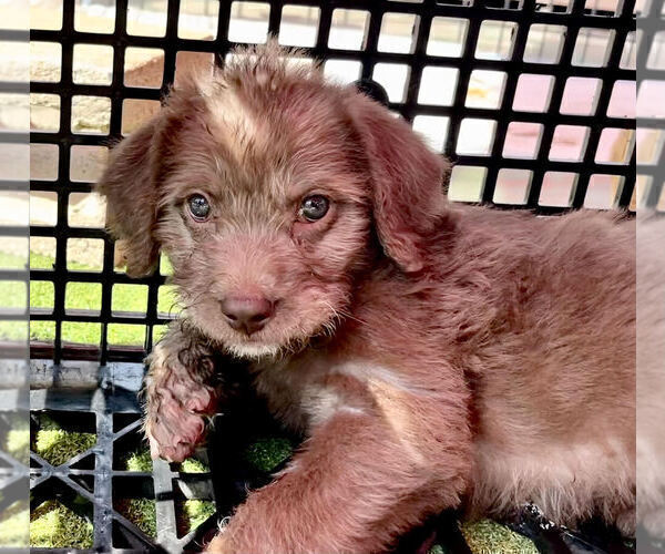 Medium Photo #2 Goldendoodle Puppy For Sale in PASADENA, CA, USA