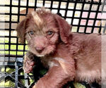Small Photo #2 Goldendoodle Puppy For Sale in PASADENA, CA, USA