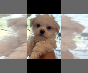 Maltese Puppy for sale in PUNTA GORDA, FL, USA