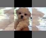 Small Maltese
