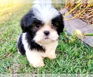 Mal-Shi Puppy for sale in LAS VEGAS, NV, USA