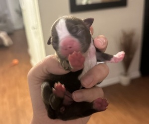 Medium Boston Terrier