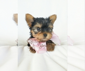 Yorkshire Terrier Puppy for sale in ORCHARDS, WA, USA