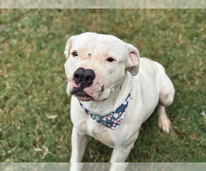 Mutt Dogs for adoption in Tulsa, OK, USA