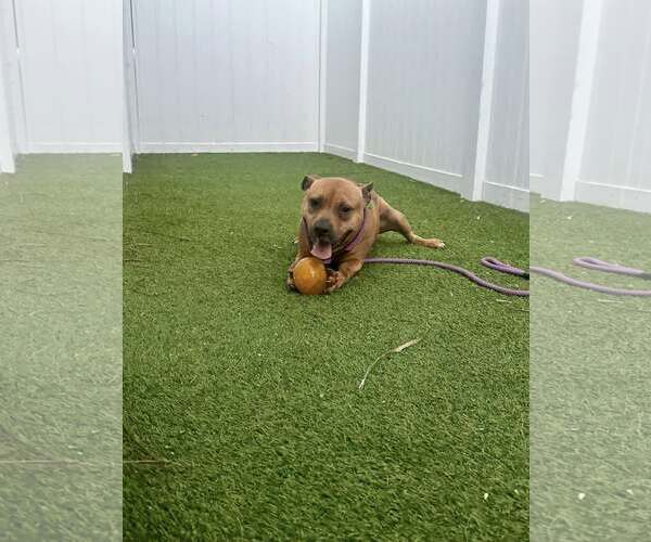 Medium Photo #3 American Pit Bull Terrier Puppy For Sale in Pompano Beach , FL, USA