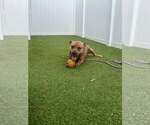 Small #2 American Pit Bull Terrier