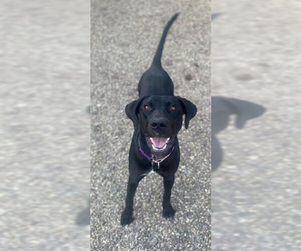 Medium Photo #1 Doberman Pinscher-Unknown Mix Puppy For Sale in Santa Barbara, CA, USA