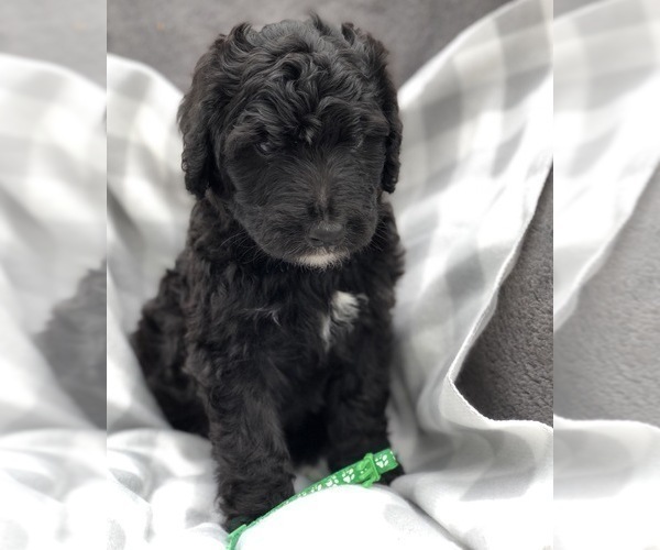 Medium Photo #4 Bernedoodle Puppy For Sale in WINTER, WI, USA