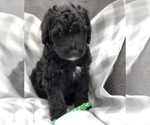 Small Photo #4 Bernedoodle Puppy For Sale in WINTER, WI, USA