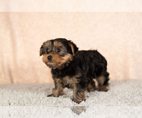 Medium Photo #3 Yorkshire Terrier Puppy For Sale in NAPPANEE, IN, USA