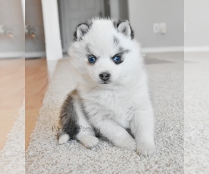 Pomsky Puppy for sale in KANSAS CITY, MO, USA