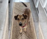 Small #8 Dachshund-Labrador Retriever Mix