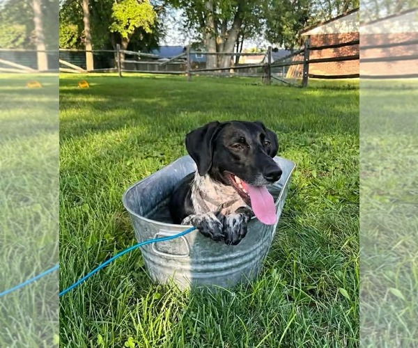 Medium Photo #2 Pointer-Unknown Mix Puppy For Sale in Germantown, OH, USA