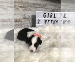 Small Photo #9 Sheepadoodle Puppy For Sale in NIXA, MO, USA