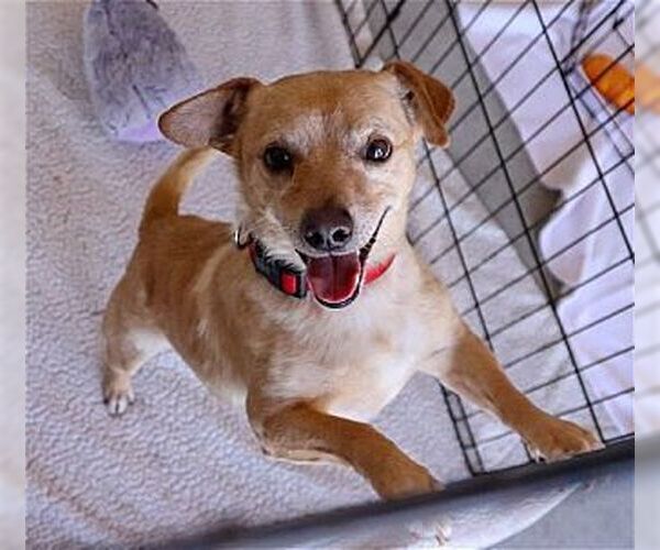 Medium Photo #1 Chiweenie Puppy For Sale in Dana Point, CA, USA