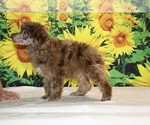 Maurice - Male Poodle (Toy) Puppy for Sale - Photo #4