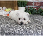 Small #4 West Highland White Terrier