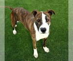 Small American Staffordshire Terrier Mix