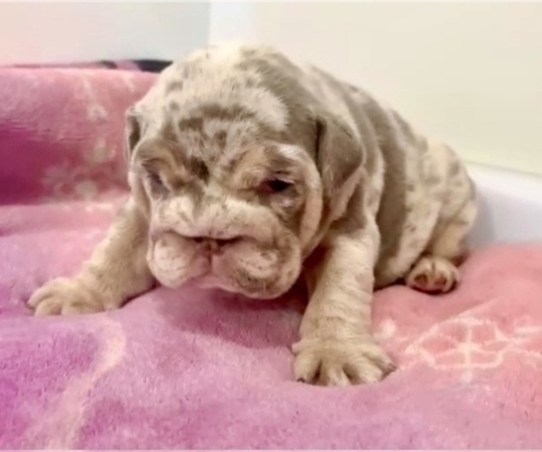 Medium Photo #6 English Bulldog Puppy For Sale in SEATTLE, WA, USA