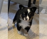 Small #5 Miniature Australian Shepherd